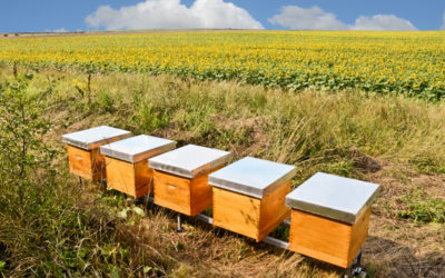 Buzzing with Benefits: GPS Tracking for Smart Beekeeping Practices with HoloTrak